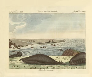 The Proboscis Seal