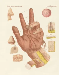 The Sense, or View of the Human Skin
