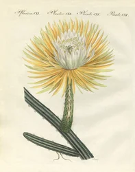 The Splendid Large-Flowered Torch Thistle