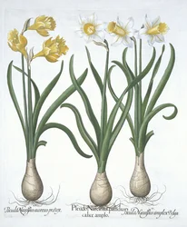 Three Pseudo-Narcissi, from Hortus Eystettensis by Basil Besler, pub. 1613