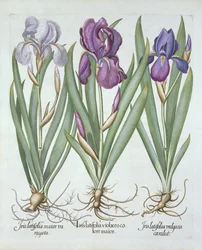 Three Varieties of Rhizomatous Bearded Irises, from Hortus Eystettensis