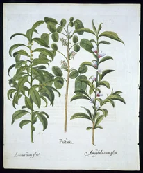 Pistachio Nut, Bay Tree (Laurus Nobilis), and Almond, plate 6 from Hortus Eystettensis by Basil Besler, pub. 1613