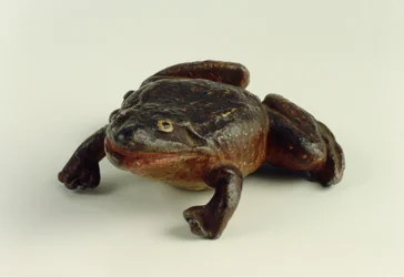 Toad
