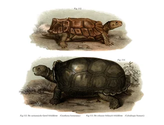 Tortoise