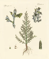 Trading and Medicinal Plants