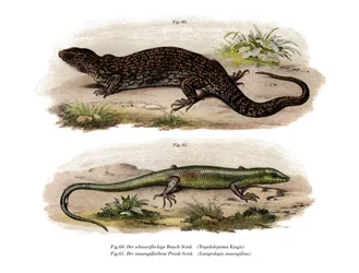 Tree Skink