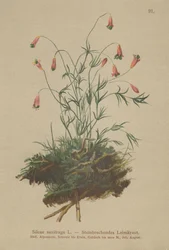 Tufted Catchfly