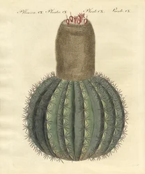 Turks-Cap Cactus