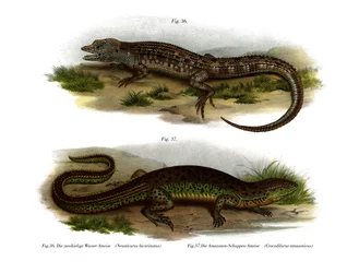 Two-faced Neusticurus