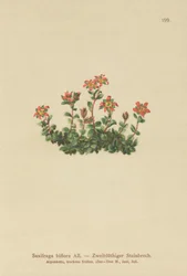 Two Flowered Saxifrage