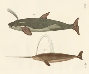 Two Kinds of Whales