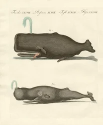Two Strange Kinds of Whales