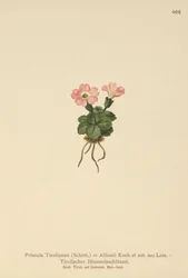 Tyrolean Primrose