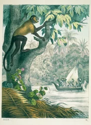 Upper reaches of the Amazon, from Das Buch der Welt, published 1858