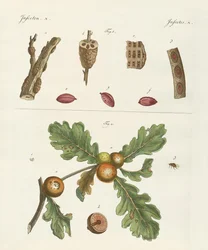 Useful Insects