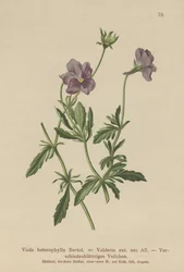 Valderia Violet