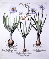 Various Narcissi, from Hortus Eystettensis