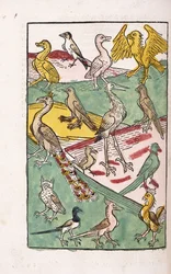 Various Bird Species in a Landscape, 1499