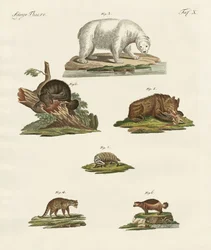 Various kinds of bears