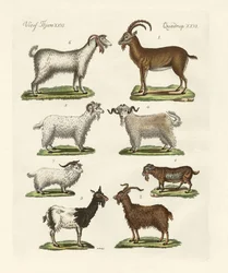 Various Kinds of Goats and Bucks