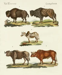Various Kinds of Oxen