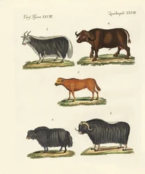 Various Kinds of Oxen