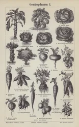 Vegetables
