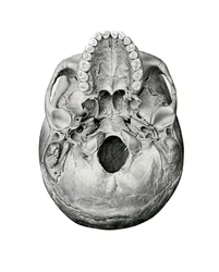 Ventral View of Human Skull