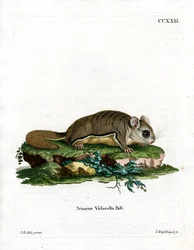 Virginian Flying Squirrel