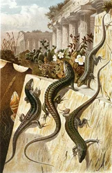 Wall lizard, plate from Brehms Tierleben