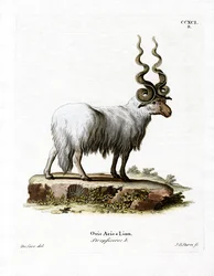 Wallachian Sheep