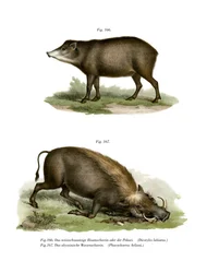 Warthog