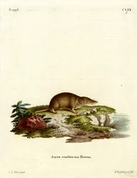 Water Shrew