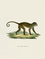 Weeper Capuchin