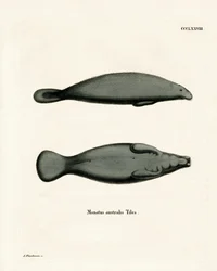 West Indian Manatee