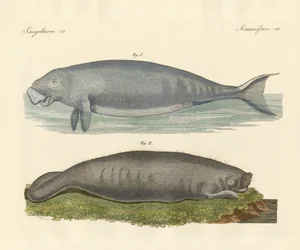 Whale-like animals