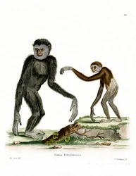 White-handed Gibbon
