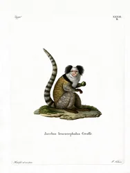 White-headed Marmoset