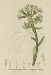 White Butterbur