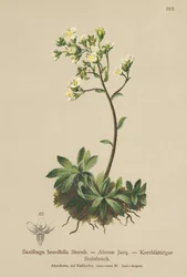 White Mountain Saxifrage