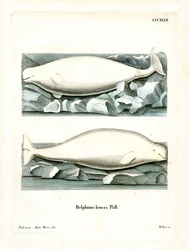 White Whale