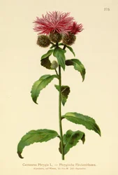 Wig Knapweed