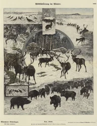 Wildlife Feeding in Winter