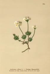 Woolly Rock Jasmine