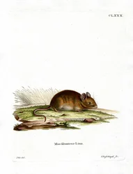 Wood Mouse