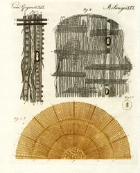 Wood Anatomy