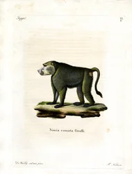 Yellow Baboon