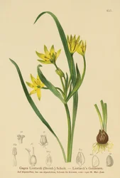 Yellow Star-of-Bethlehem