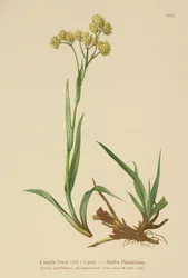 Yellow Wood-Rush