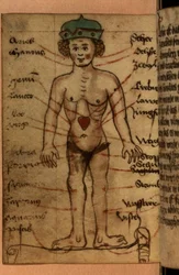 Zodiac diagram showing the position of the heart